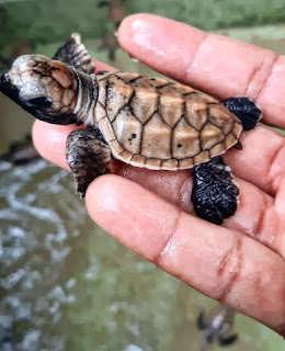 Mahamodara Sea Turtle Hatchery