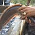 Tips Bisnis Budidaya Ikan Lele Dumbo