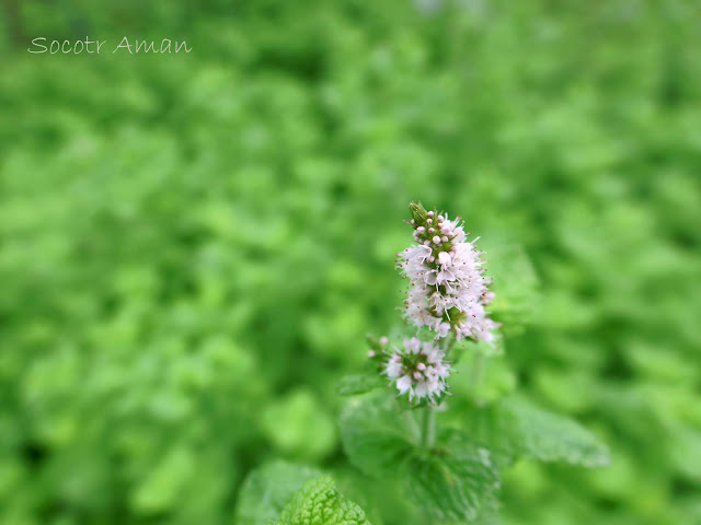 Mentha suaveolens