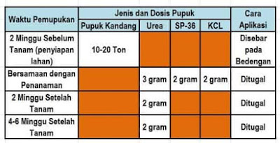 9 Langkah Budidaya Jagung Manis yang Tepat Agar Hasil Melimpah