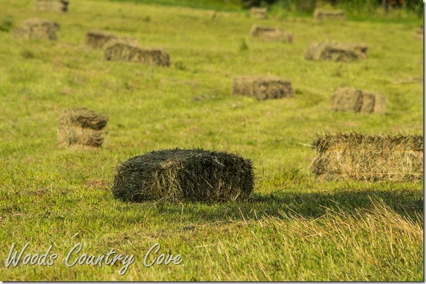 JULY 2015 (1 of 87)