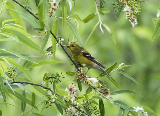 American Goldfinch - Mead Botanical Garden, Florida