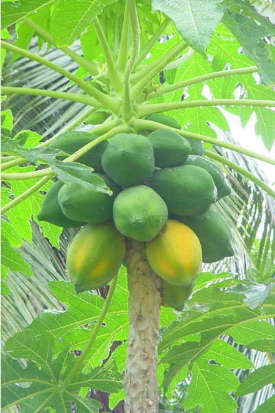 Pokok Betik