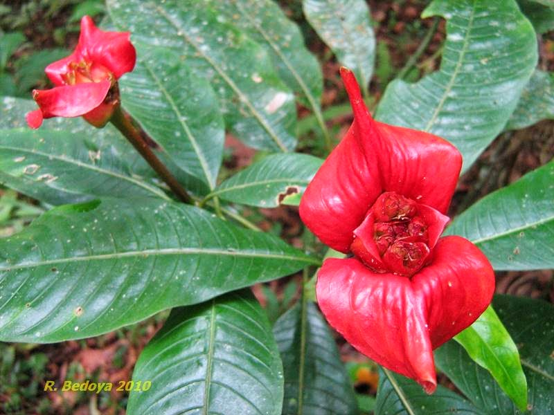 psychotria elata; hookers lips flower; hot lips flower; hooker lips flower; flowers that look like lips; lip plant; flower that looks like lips; kissing lips flower; red lips flower; lip flower; lip flowers; psychotria elata plant; succulent lips; lips flower; flower lips;