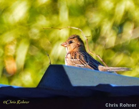 7. 12-30-13 Harris Sparrow by CRohrer