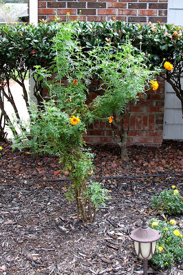 Orange and Yellow African Marigolds at 59 Inches