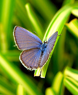 Indian Tailed Blue