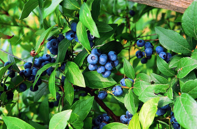 Blueberry Ingredients