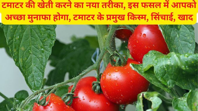 New Method Of Tomato Cultivation | टमाटर की खेती करने का नया तरीका, इस फसल में आपको अच्छा मुनाफा होगा, टमाटर के प्रमुख किस्म, सिंचाई, खाद आदि 