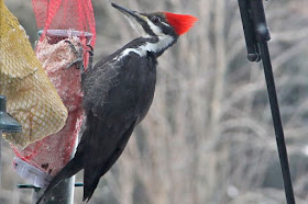 pileated woodpecker at suet