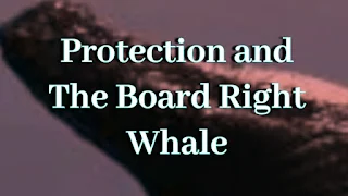 Protection and The Board Right Whale