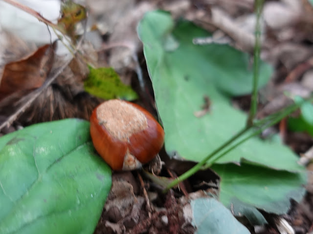 むきばんだ史跡公園の弥生の森