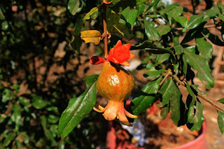 alberi da frutto