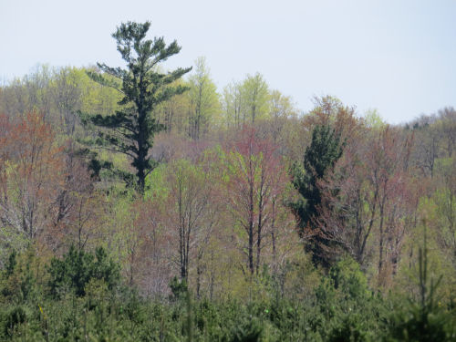 spring trees