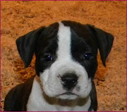 American Staffordshire Terrier Puppy