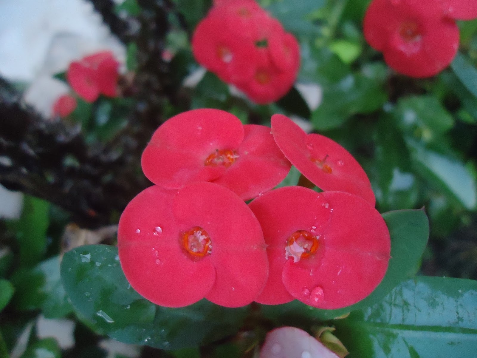 Wallpaper Bunga  Euphorbia  Merah Rumah Daun Muda