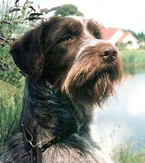 Wirehaired Pointing Griffon Dog Breed Photos Dog Pict