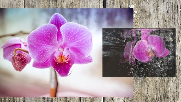 Orchids Care for New Grower