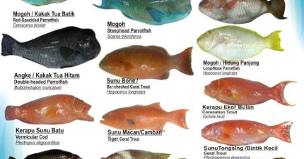 Ciri Ciri Ikan Demersal IKAN DAN LAUT