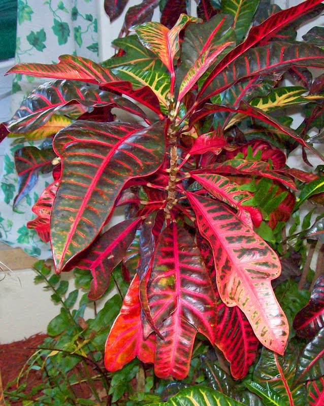 name 20 types of flowers Tropical Plants with Red Leaves | 638 x 800