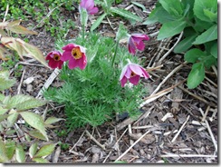 Pasque Flower