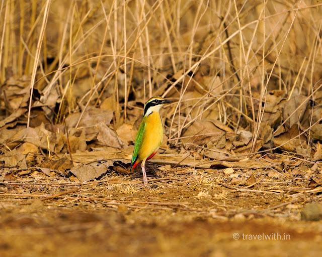 Birds of Gujarat