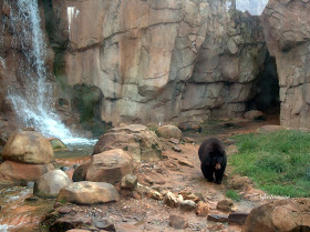 The Memphis Zoo Review - Black Bear Photo by Cynthia Sylvestermouse