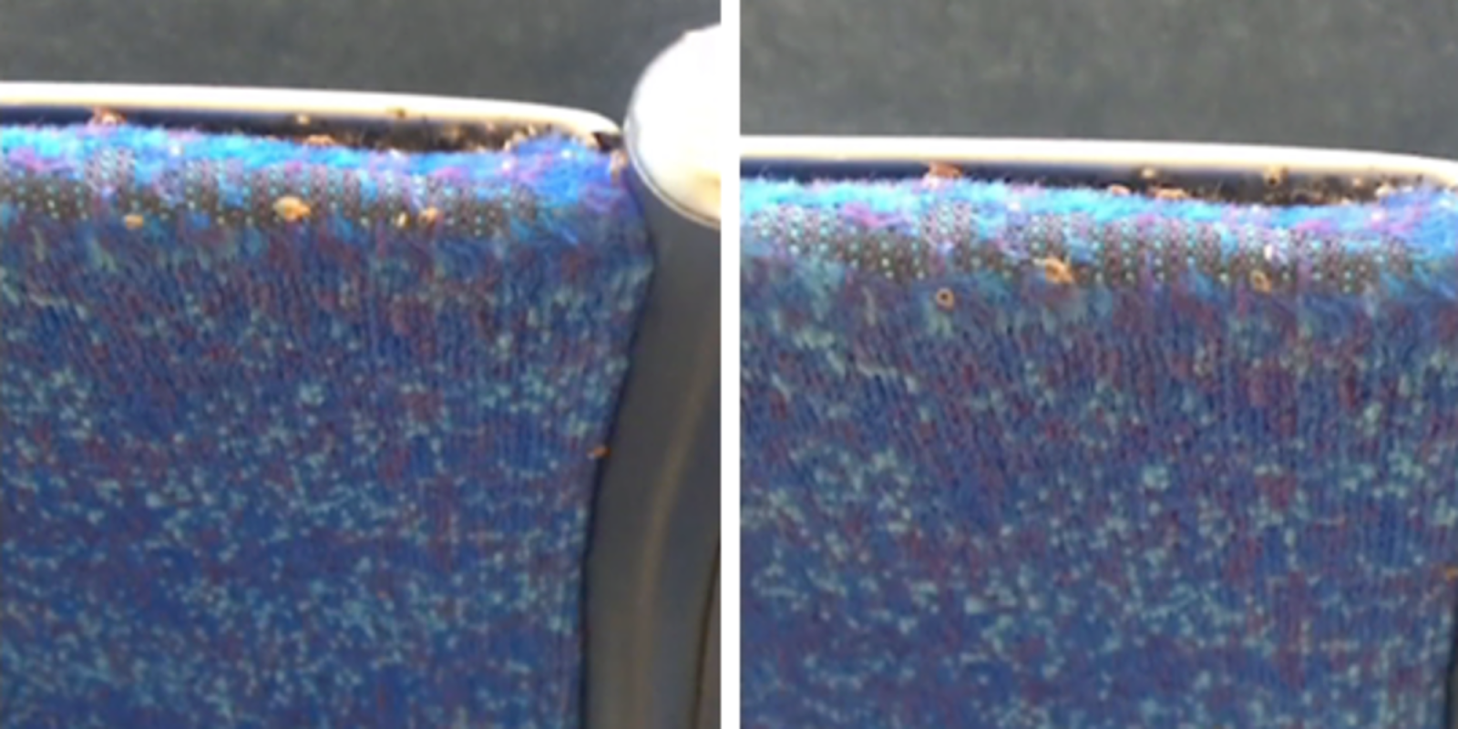 Disgusting Video Depicts Woman Finding Thousands Of Bedbugs On Her Bus Seat