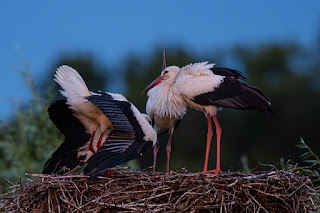 Wildlifefotografie Lippeaue Weißstorch