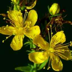 نبتة سانت جون هي نبات ذو أزهار صفراء تم تسجيل استخداماتها الطبية لأول مرة في اليونان القديمة.