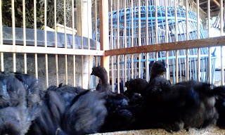 Ayam Cemani Chick