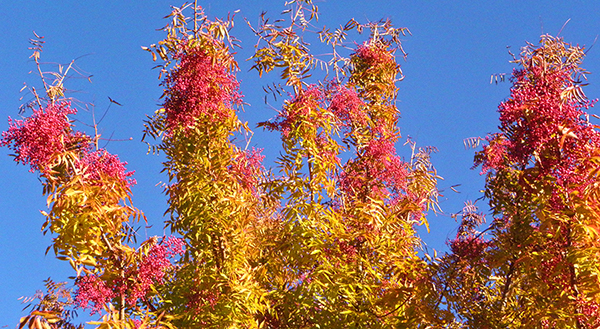 Tree that looks like Dr. Seuss' Truffula tree