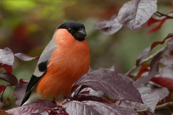 Bullfinch Sitting