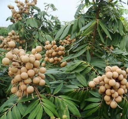 bibit pohon kelengkeng pingpong cepat berbuahnya termurah Gorontalo