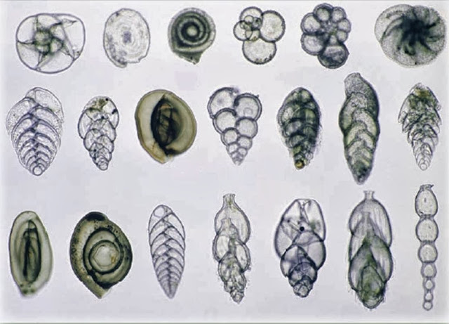 Berbagai jenis foraminifera kecil (sebagian besar bentonik), tanpa skala (Thomson, 2006)