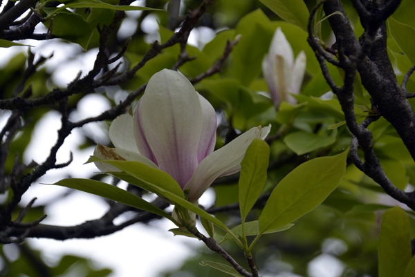 Botanisk hage Oslo