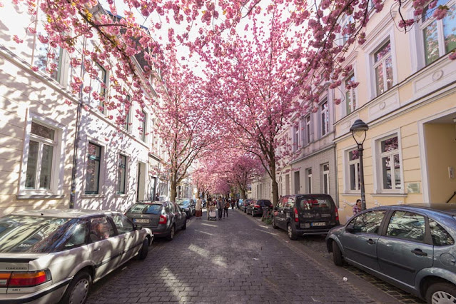 Beautiful Cherry Blossom Landscape in Bonn