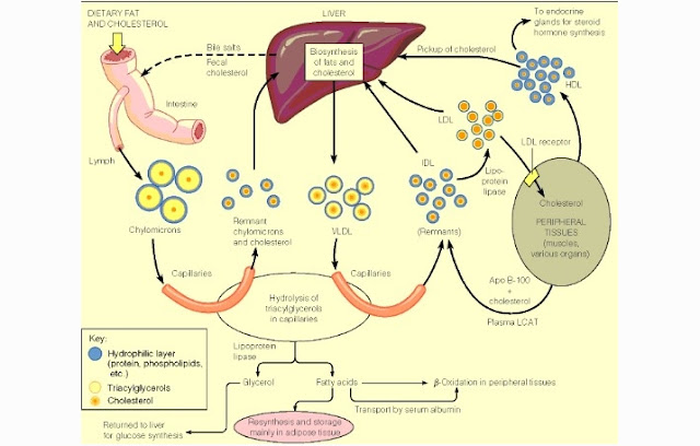 Metabolisms Of Lipids
