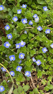 speedwell plant - tiny green leaves and purple flowers