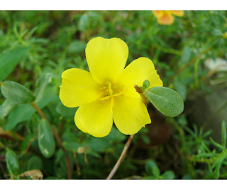 The Medicinal Uses of Purslane You Should Know About