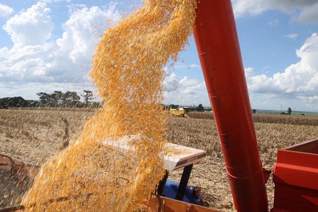 Paraná deve produzir 23,4 milhões de toneladas de grãos