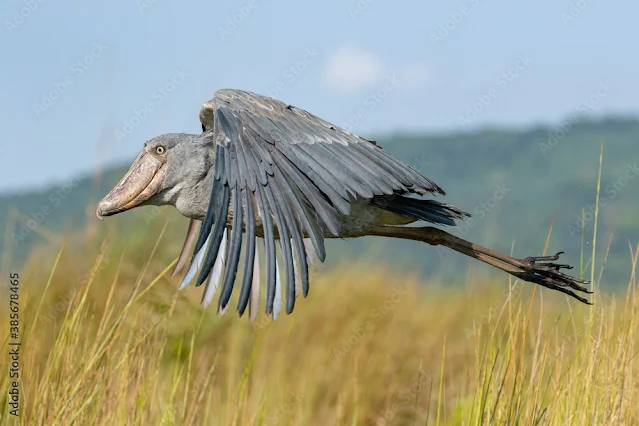 uganda