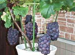 Tips Mudah Cara penanaman tanaman buah dalam pot (Tabulapot) agar cepat
berbuah
