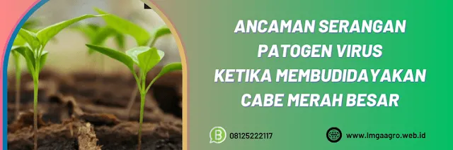 ancaman,serangan,patogen,budidaya,budidaya cabe,lmga agro