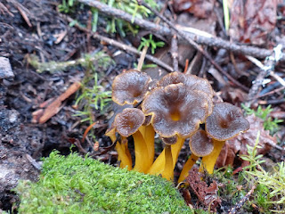 Craterellus tubaeformis - Chanterelle en tube - Craterelle en tube - Chanterelle d'automne