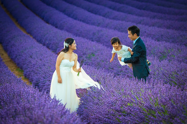 Valensole-Campi di lavanda al tramonto