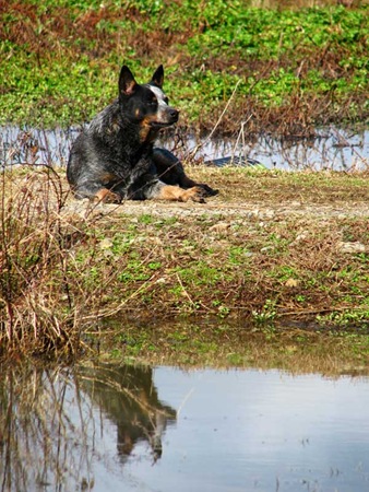 jakereflected20100124