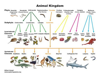 Exploring the Wonders of the Animal Kingdom An In-Depth Overview