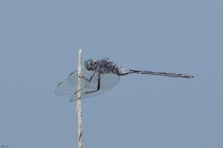 libelula-centinela-colilarga-orthetrum-trinacria-macho-