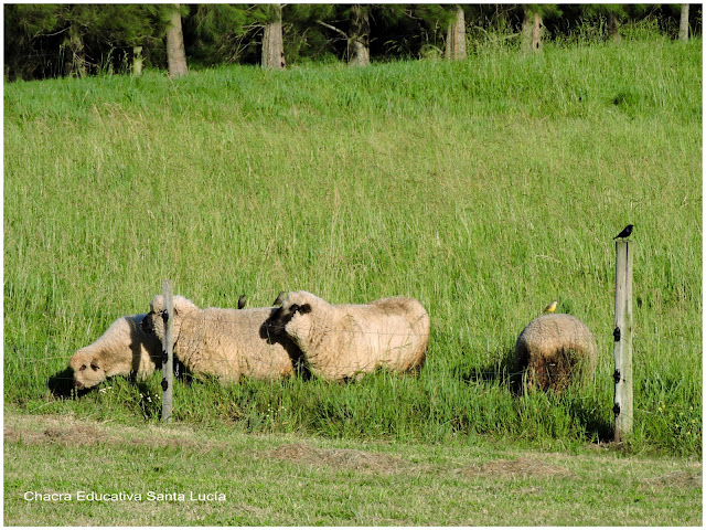 Tordos en la pradera junto a las ovejas - Chacra Educativa Santa Lucía